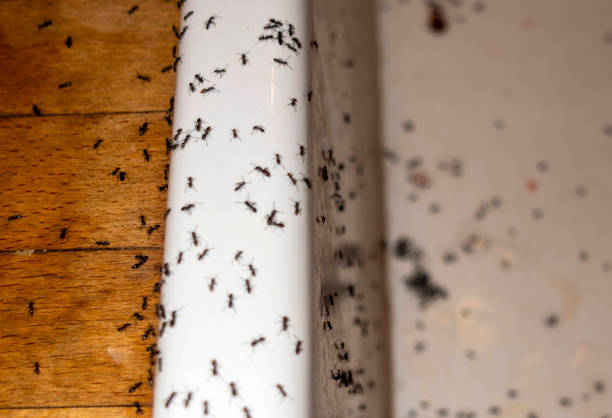 Best Rat Extermination Near Me  in Morrisville, VT