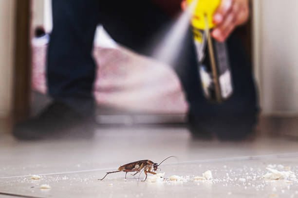 Best Best Pest Control Companies  in Morrisville, VT